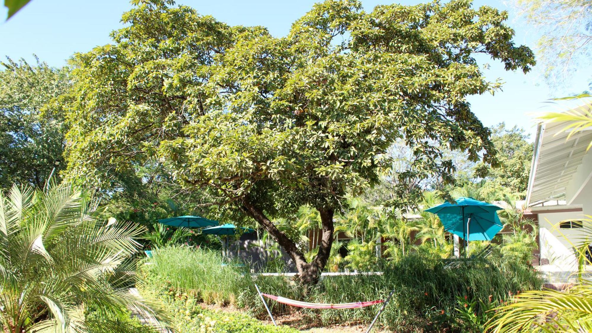 Tee-K Lodge Tamarindo Exterior foto